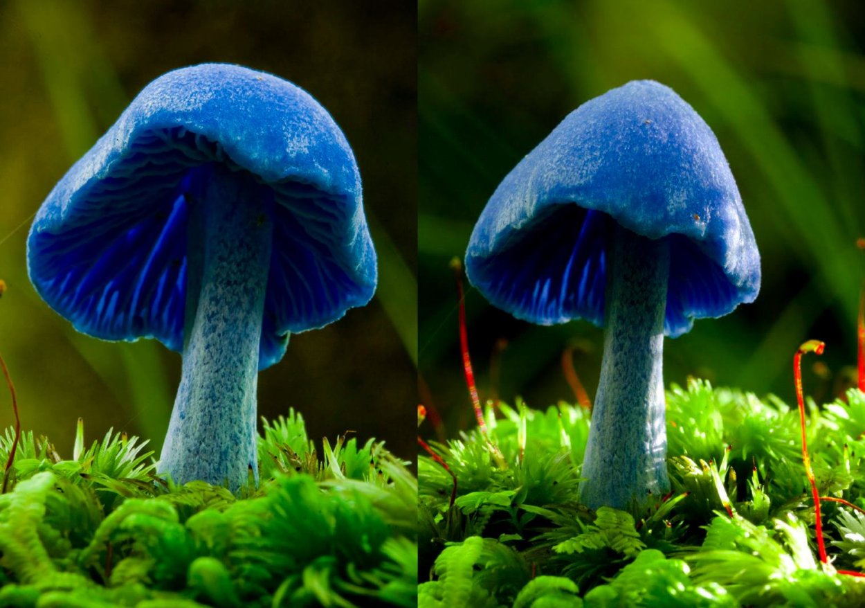 Млечник голубой гриб