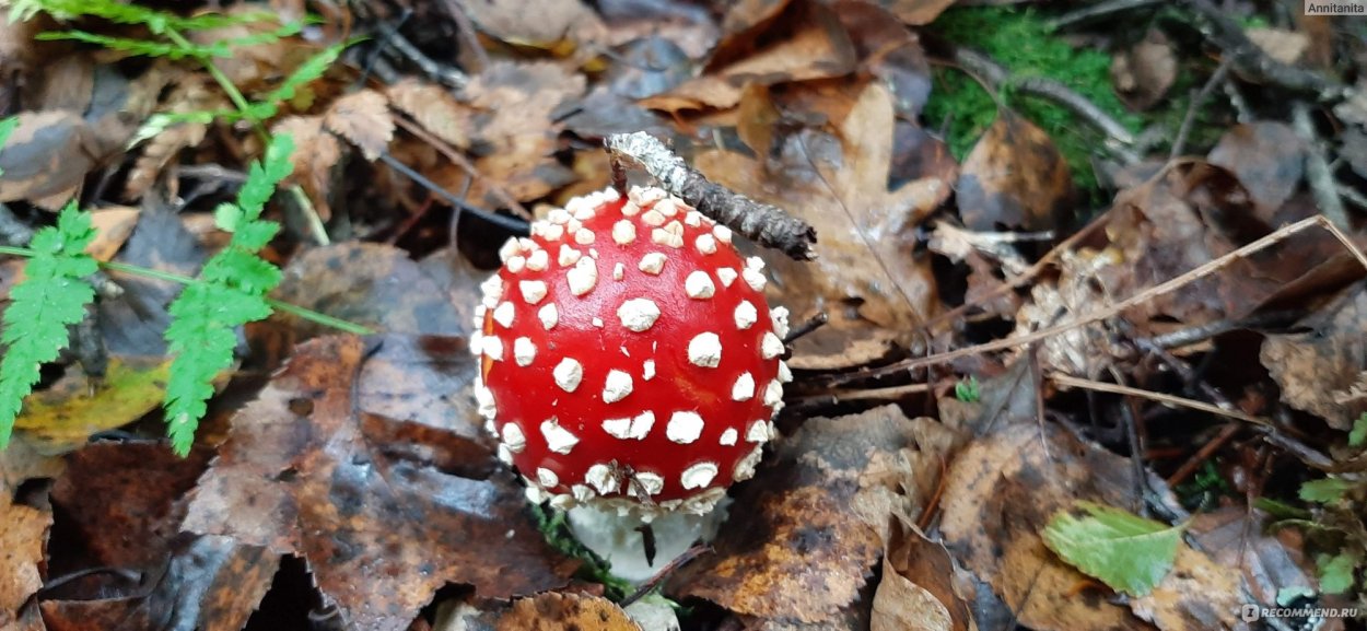 Грибы поганки красивые