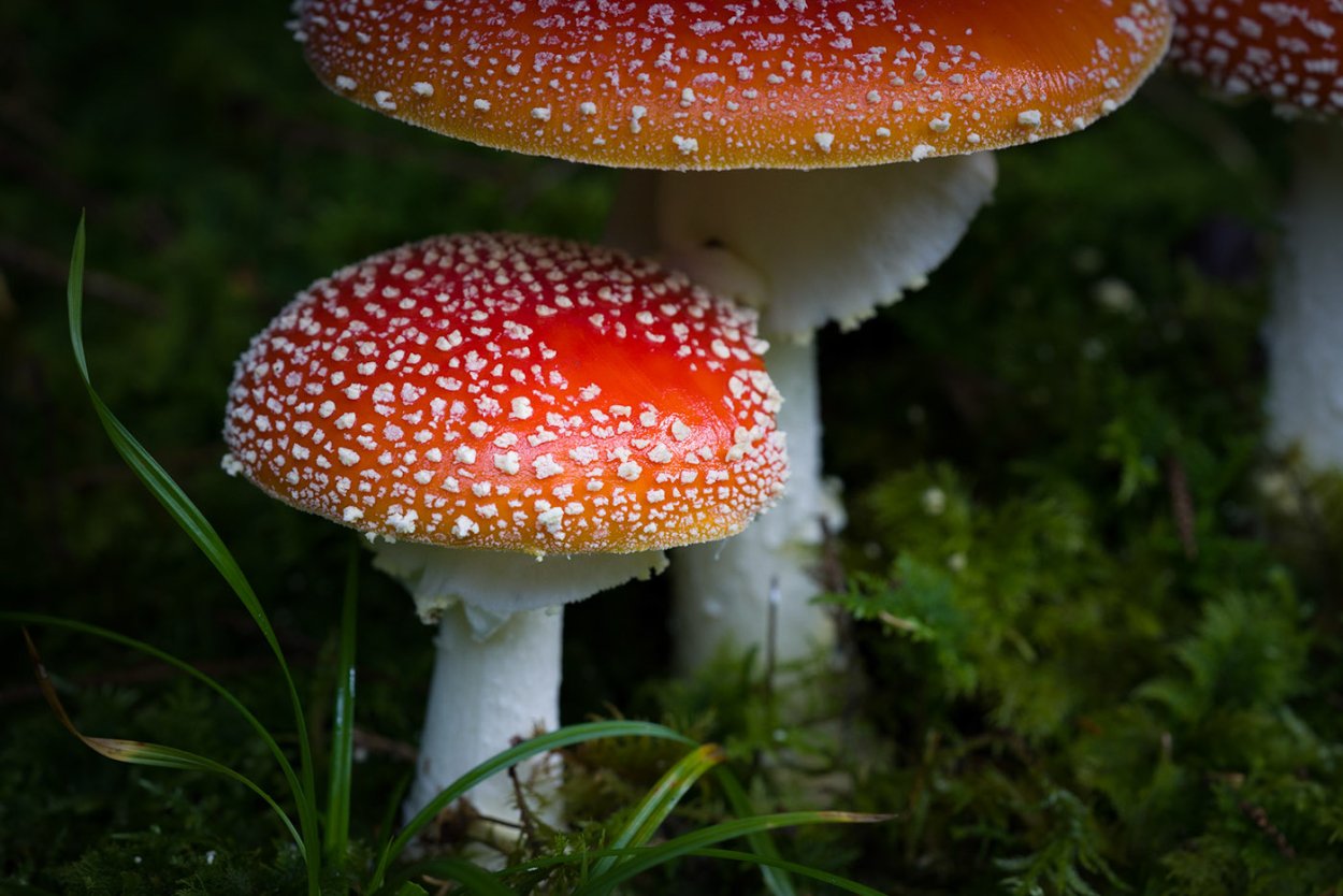 Вольво мухомора