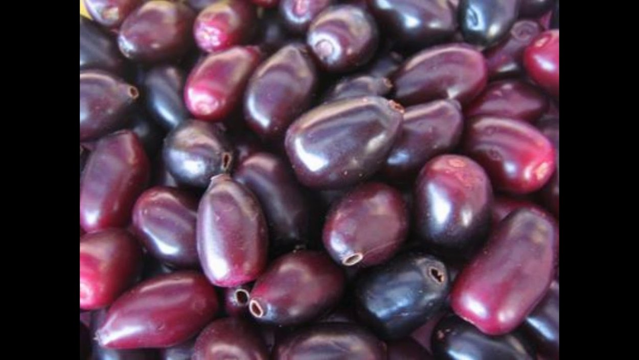 Джамбул слива армянская