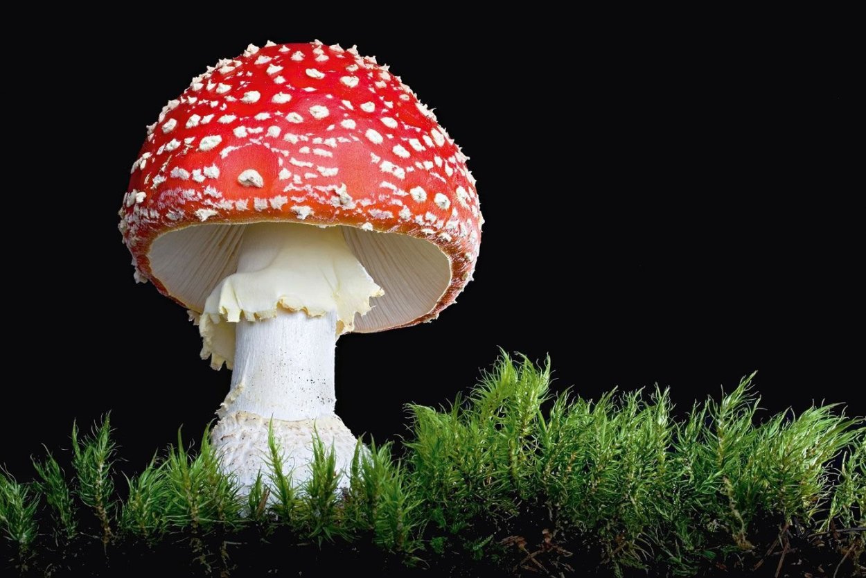 Микродозинг красного мухомора