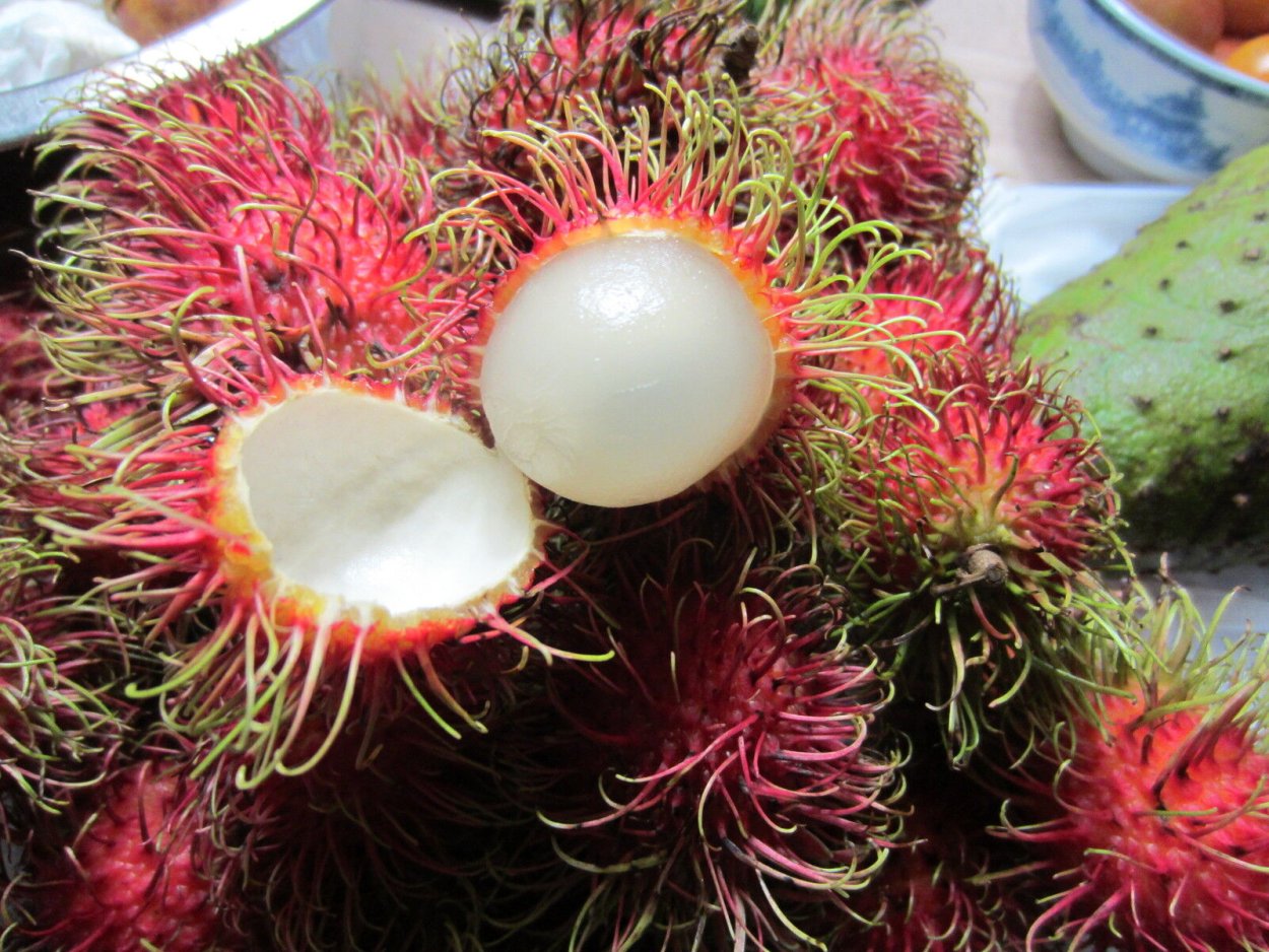 Кивано Дикобраз