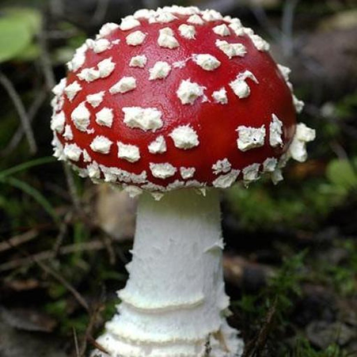 Разноцветные мухоморы