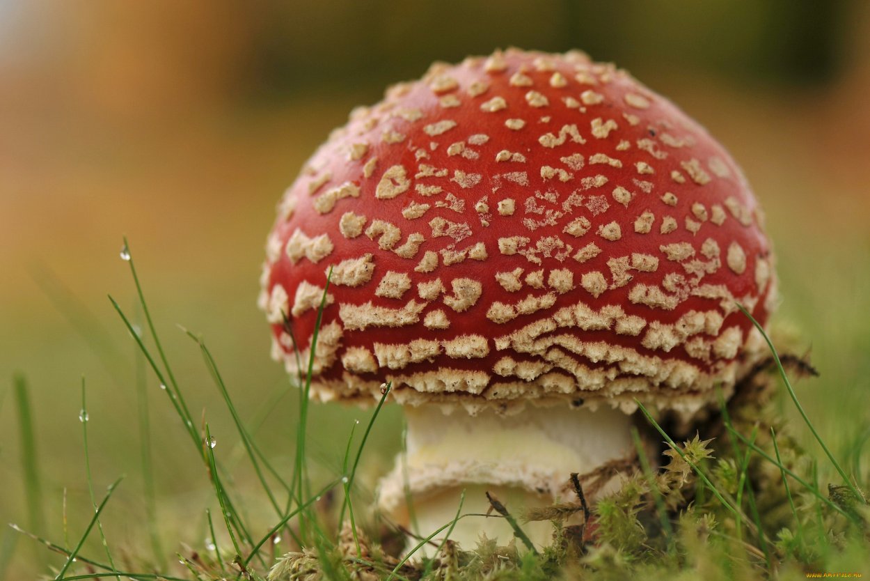 Обои на рабочий стол мухомор