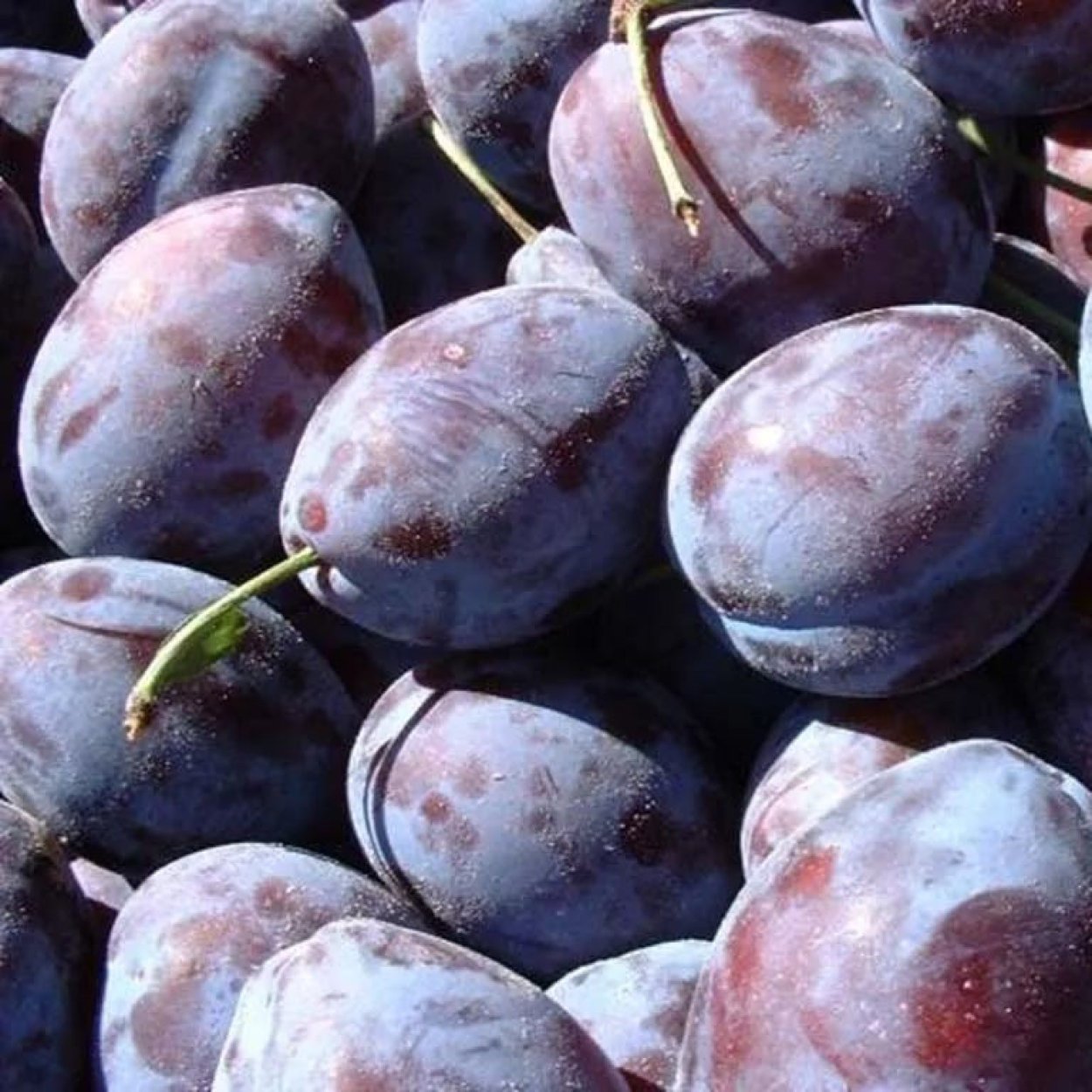 Восковница красная - Yangmei