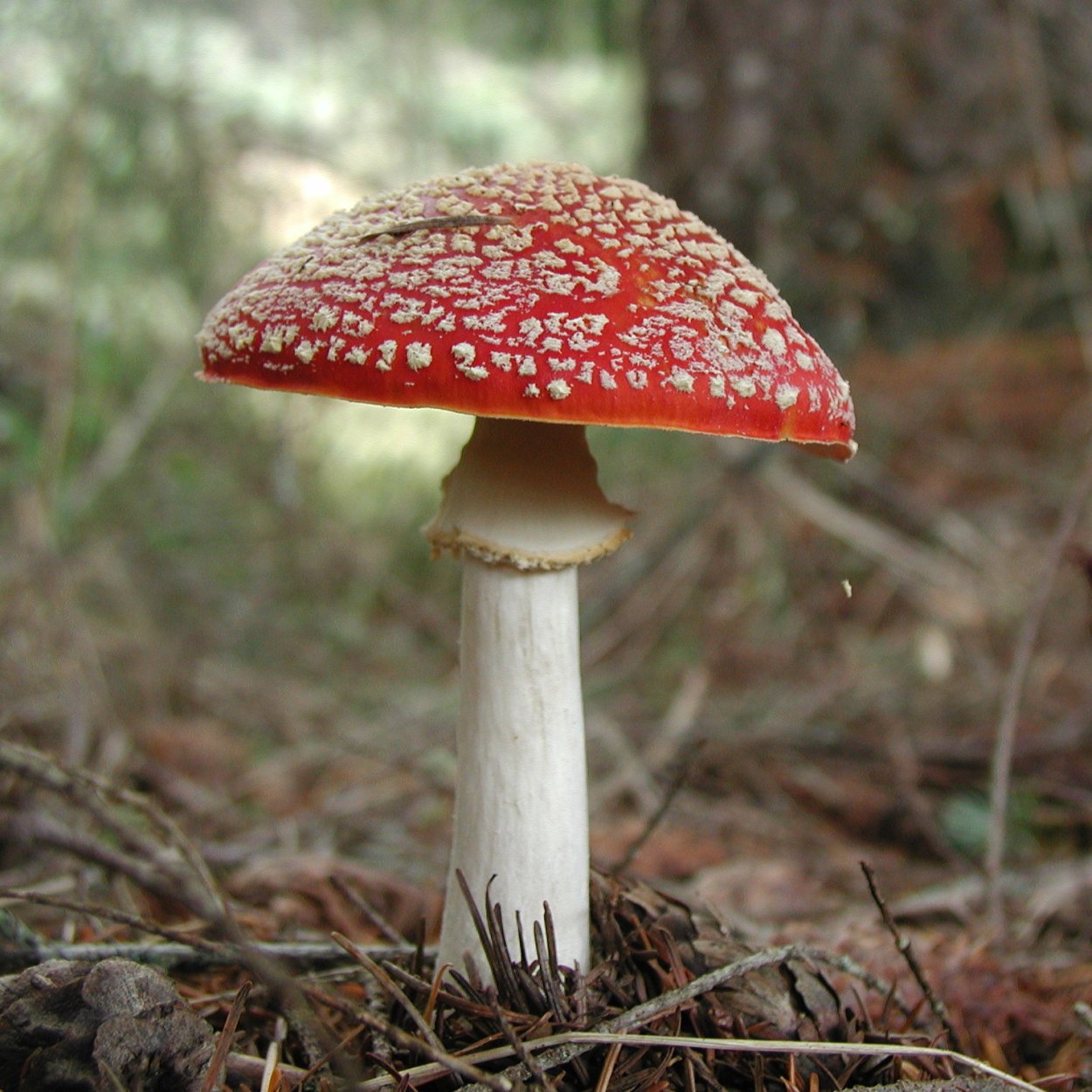 Мухомор красный для животных