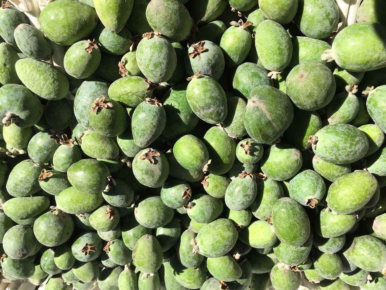 Psidium guajava (гуава, псидиум)