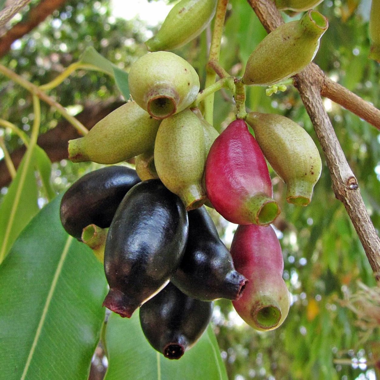 Jamun Fruit