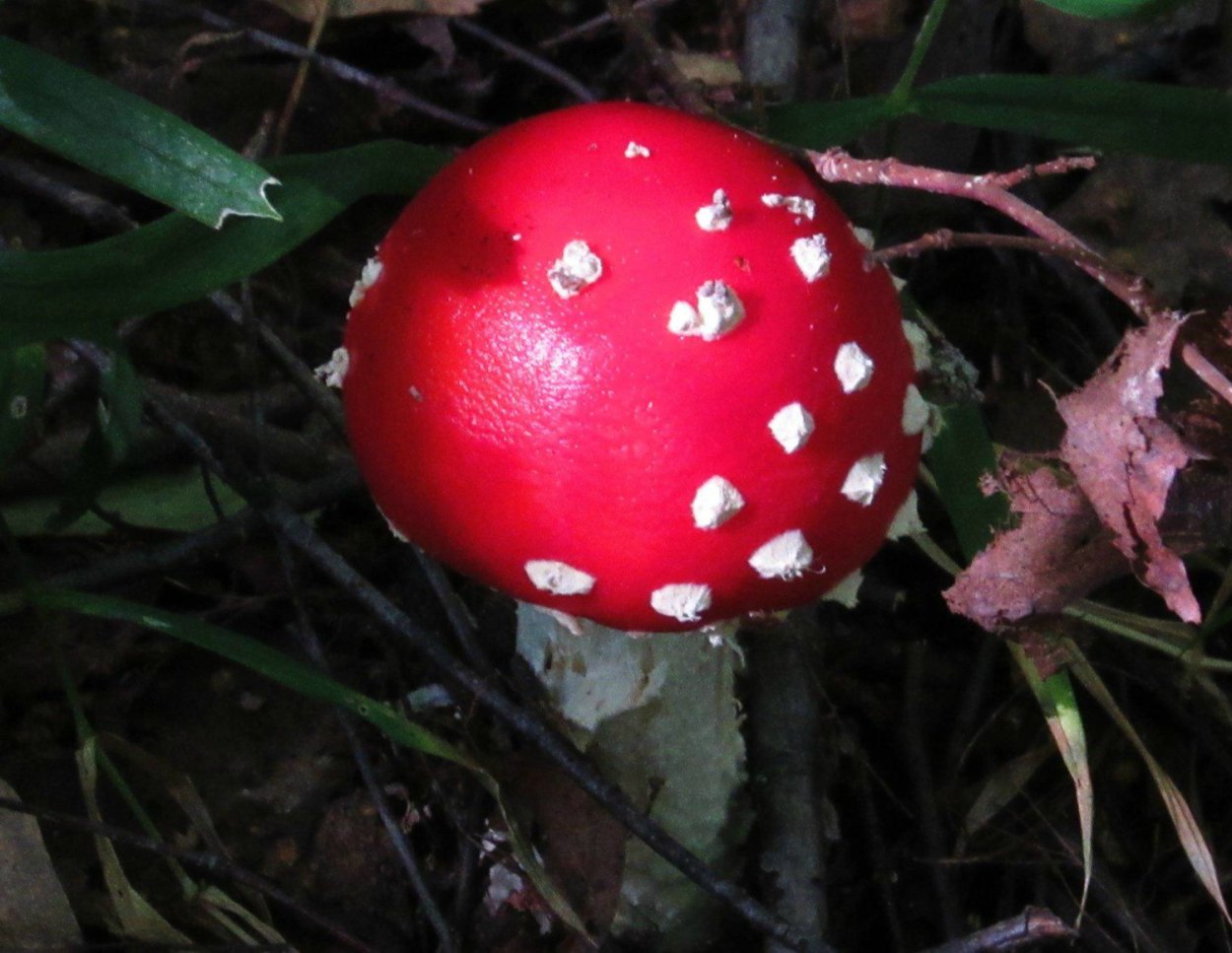 Мухомор красный Сибирский