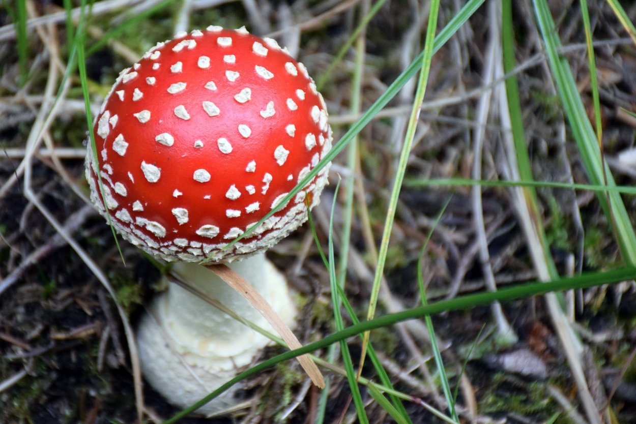 Agaricus muscarius — красный мухомор