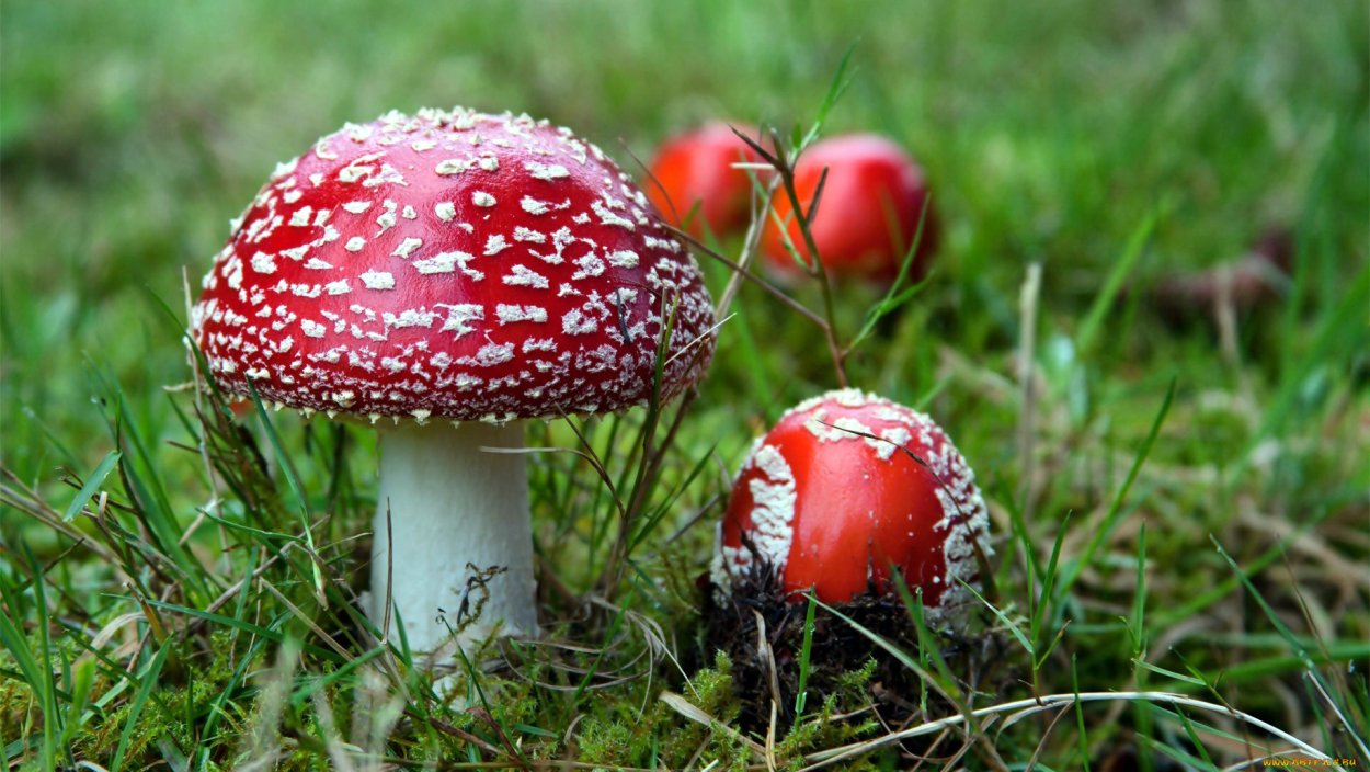 Поляна грибов