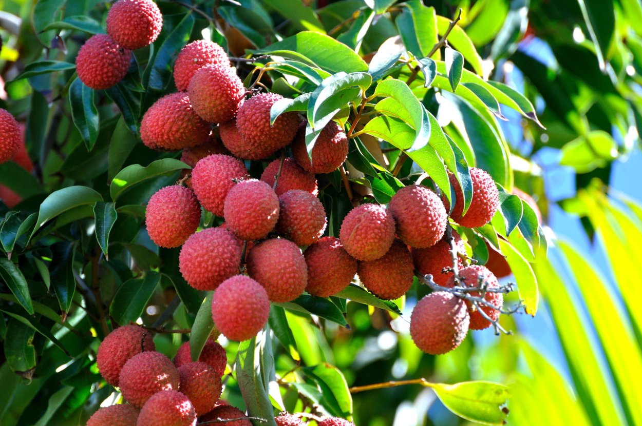 Рамбутан и личи