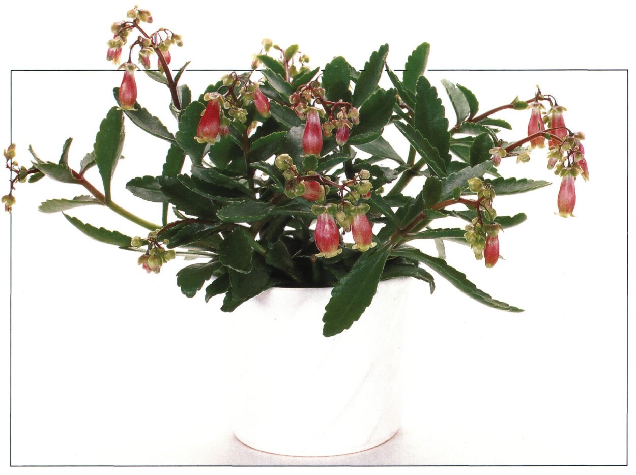 Каланхоэ Kalanchoe manginii 'Wendy Sunny Balloon