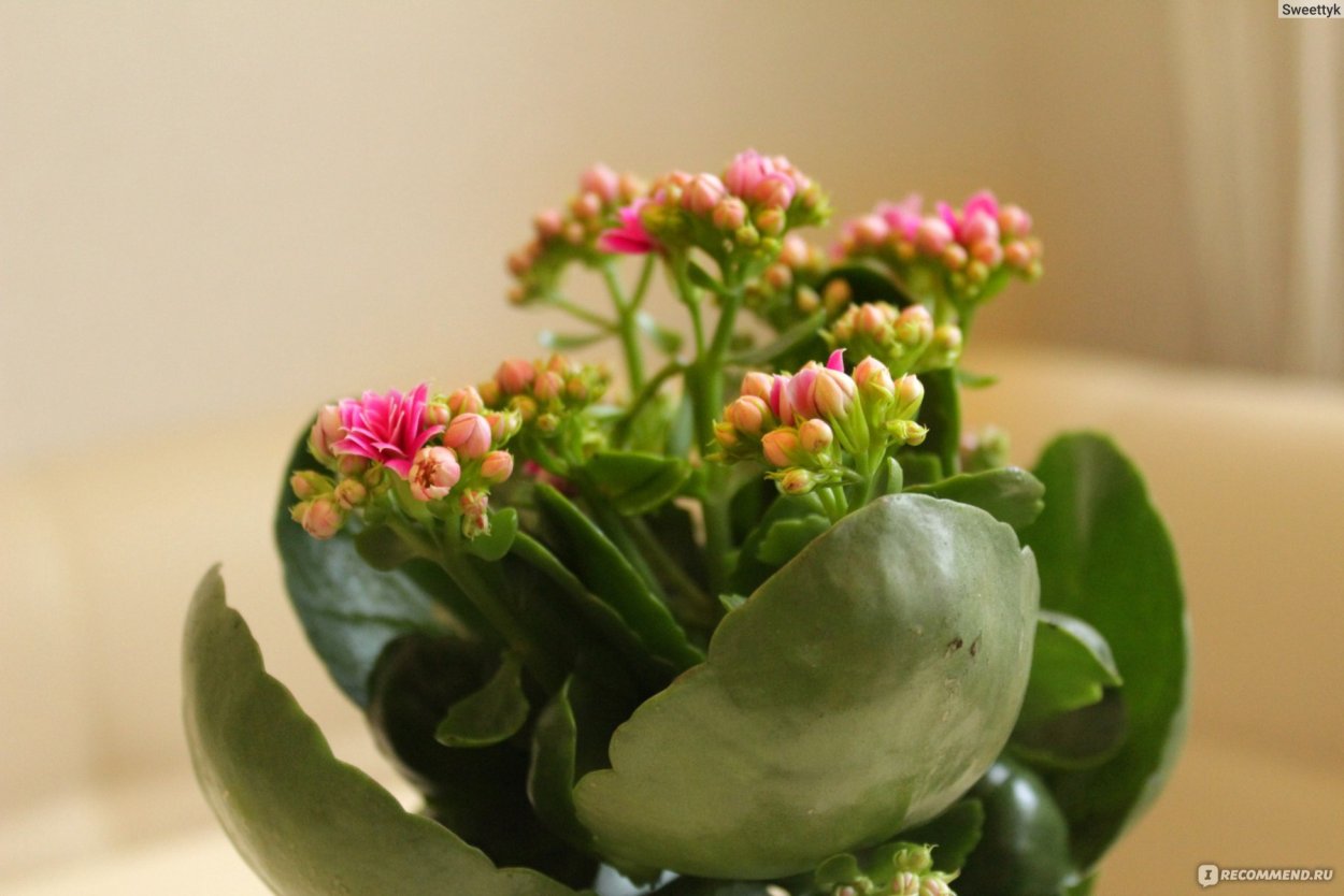 Каланхоэ каландива