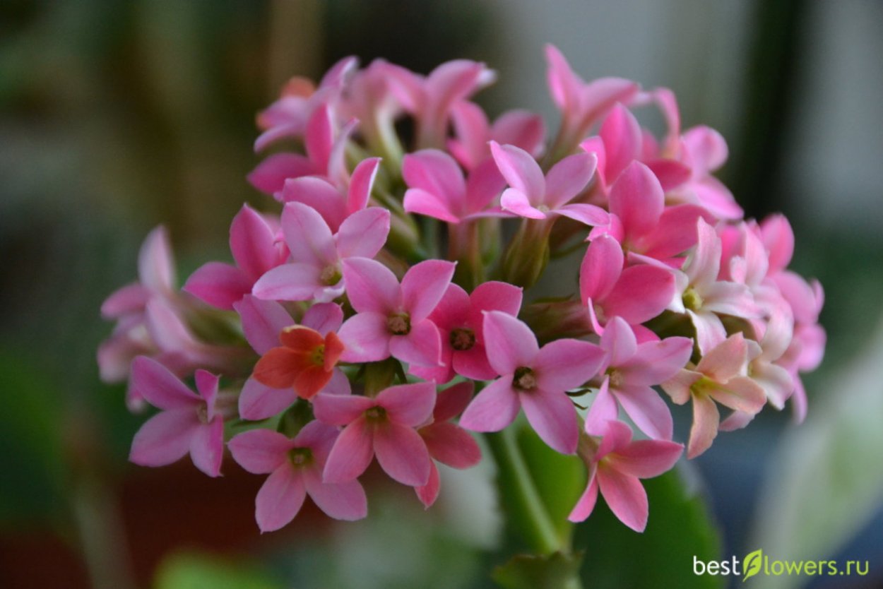 Каланхоэ Венди