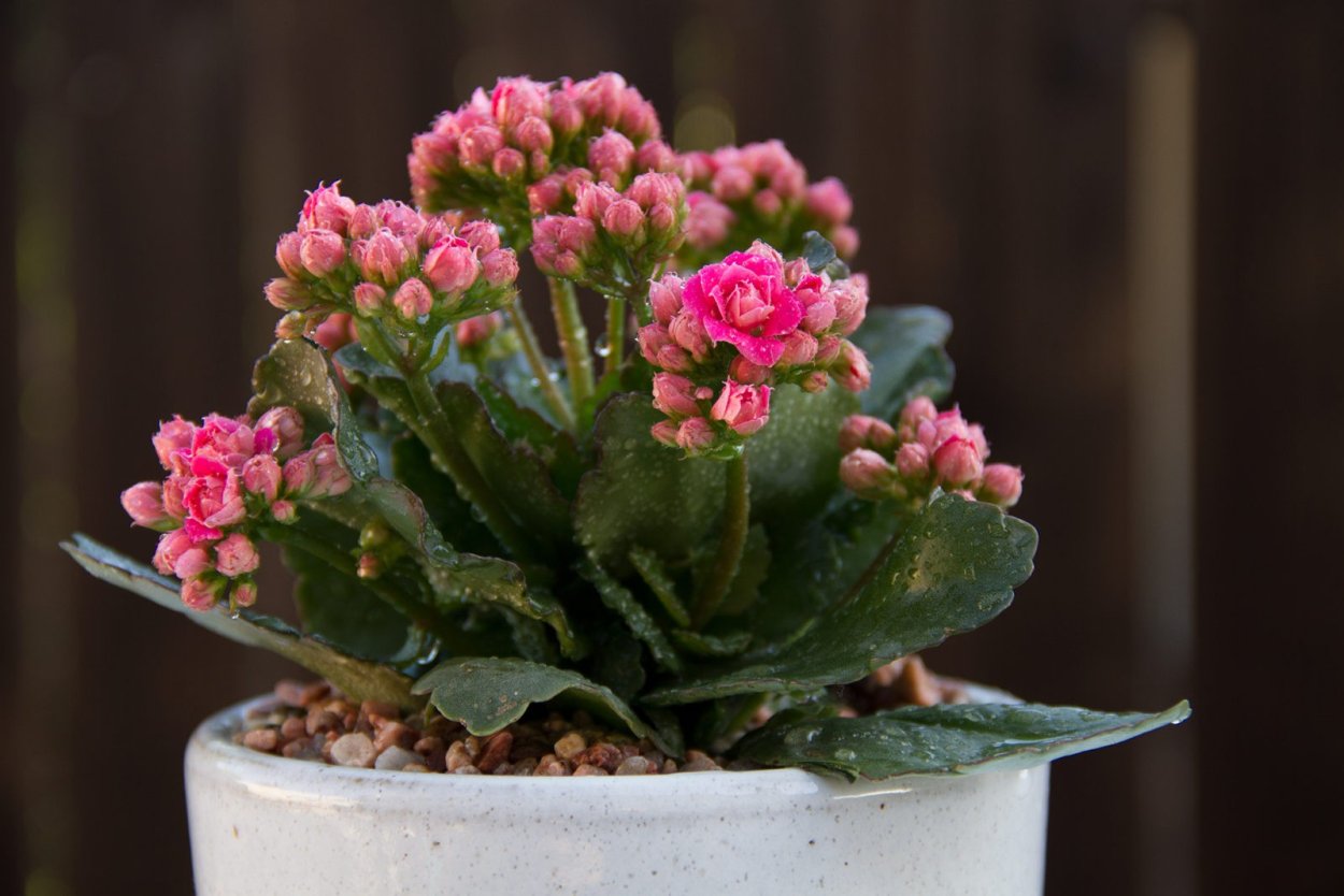 Каланхоэ медная ложка