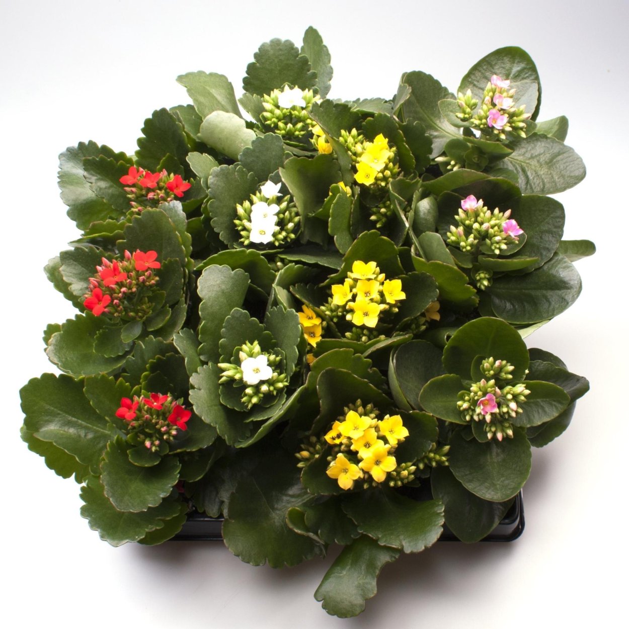 Kalanchoe blossfeldiana бело-малиновый