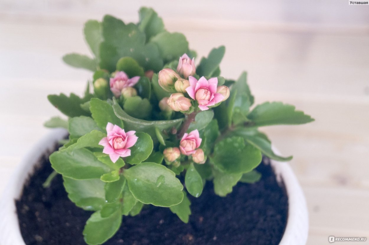 Блоссфельда каландива