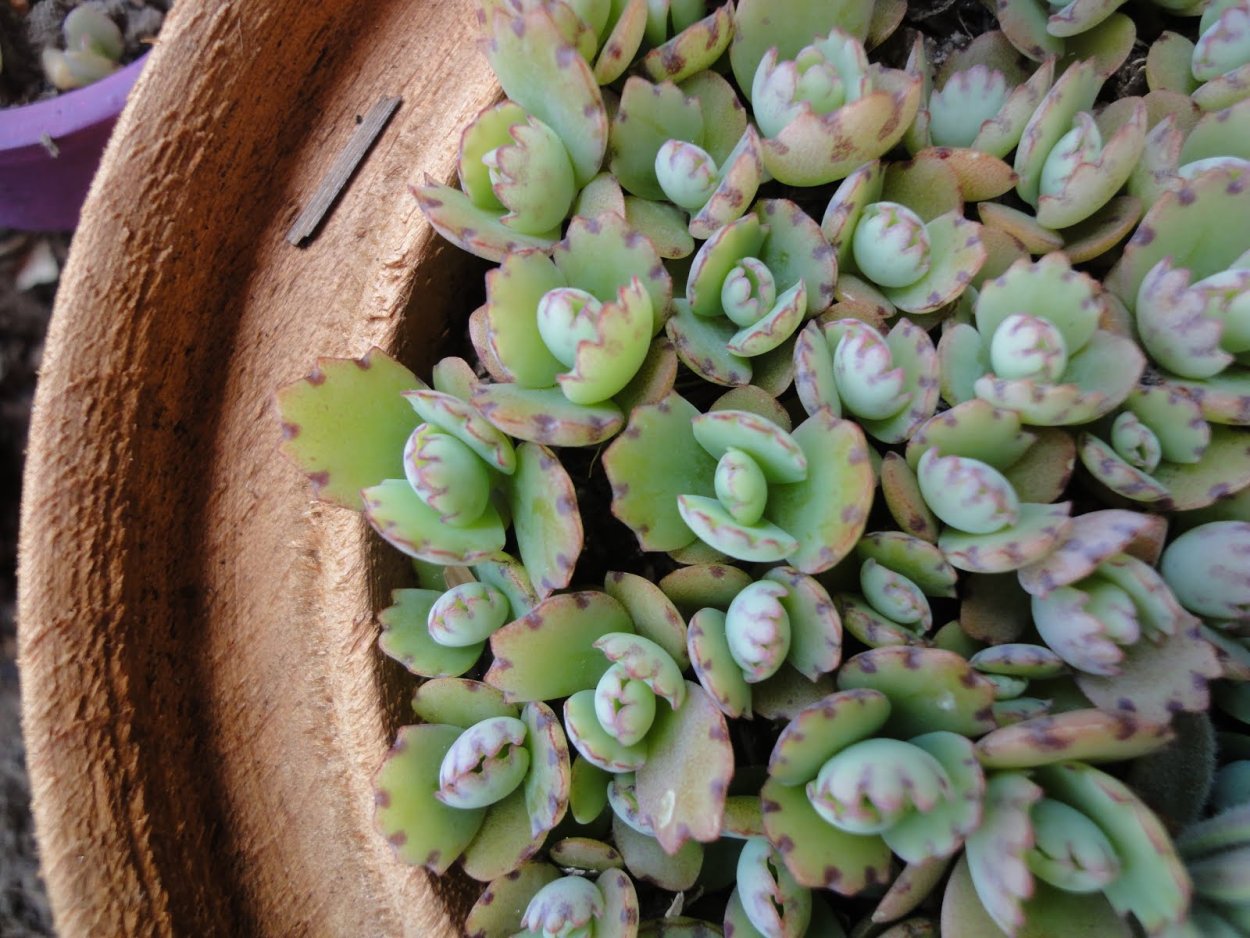 Каланхоэ остролистный