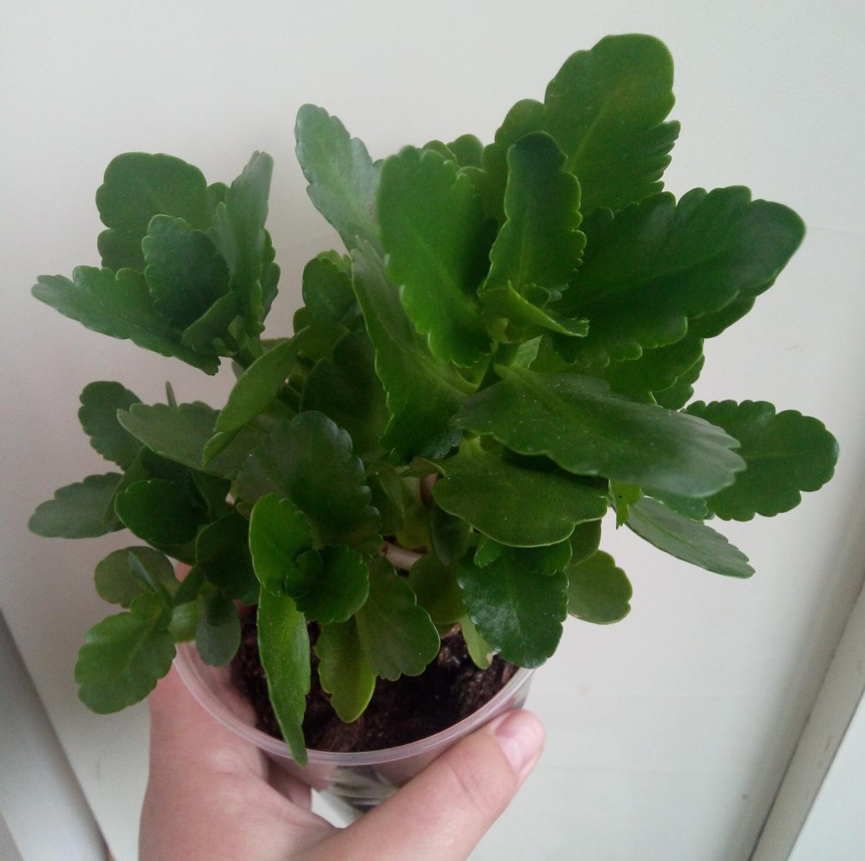 Каланхоэ оранжевый