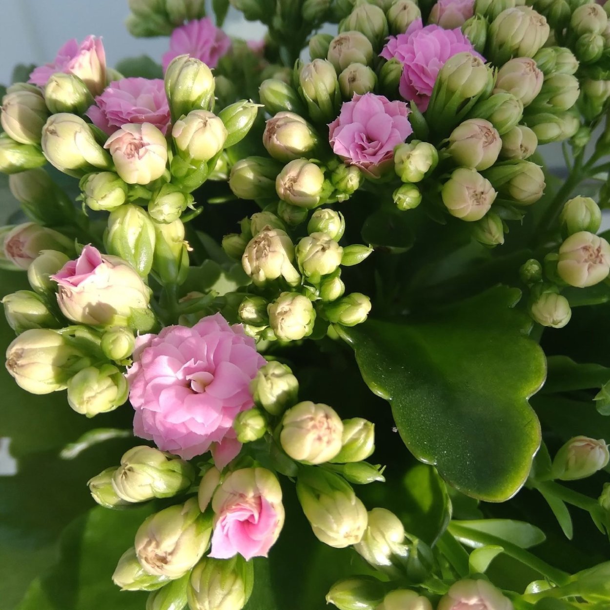 Каланхоэ Блоссфельда белая