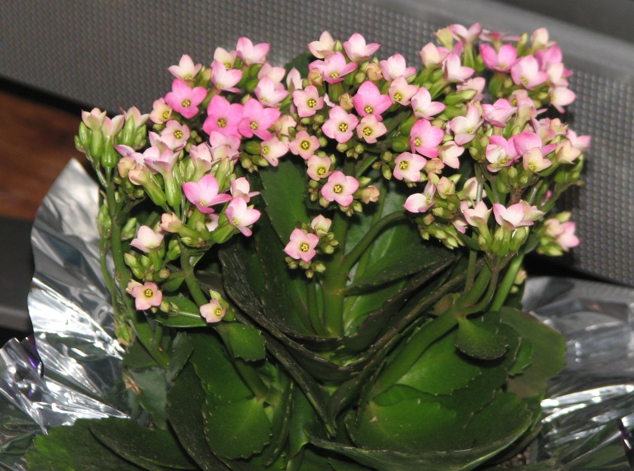 Каланхоэ Блоссфельда