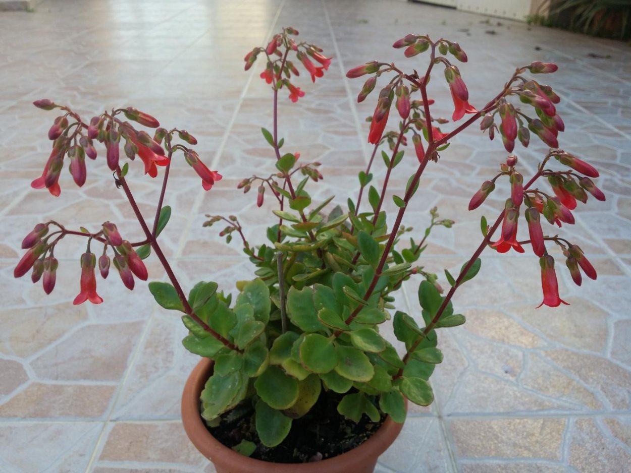 Каланхоэ цветок