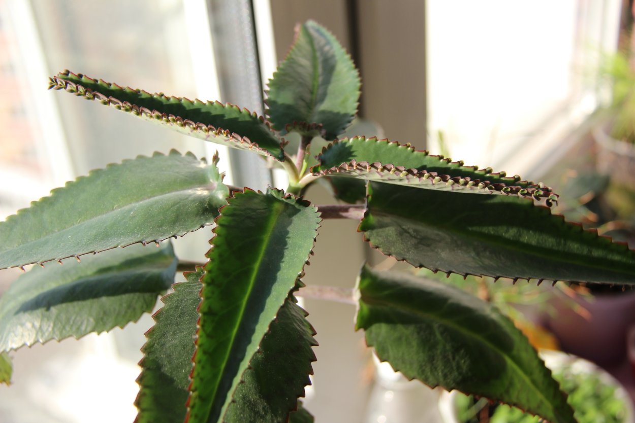 Земля под каланхоэ