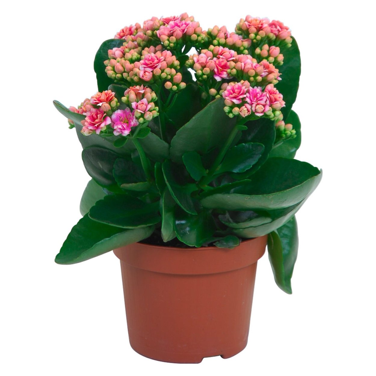 Porn-w.org Yulia Nova