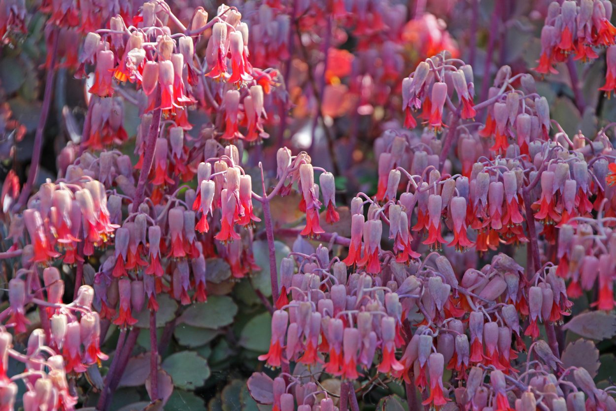 Kalanchoe Унифлора