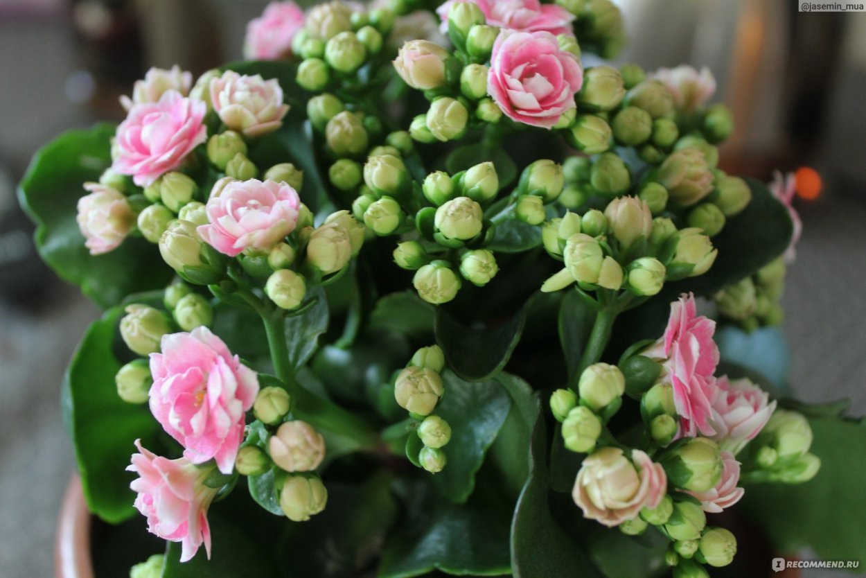 Каланхоэ каландива в интерьере