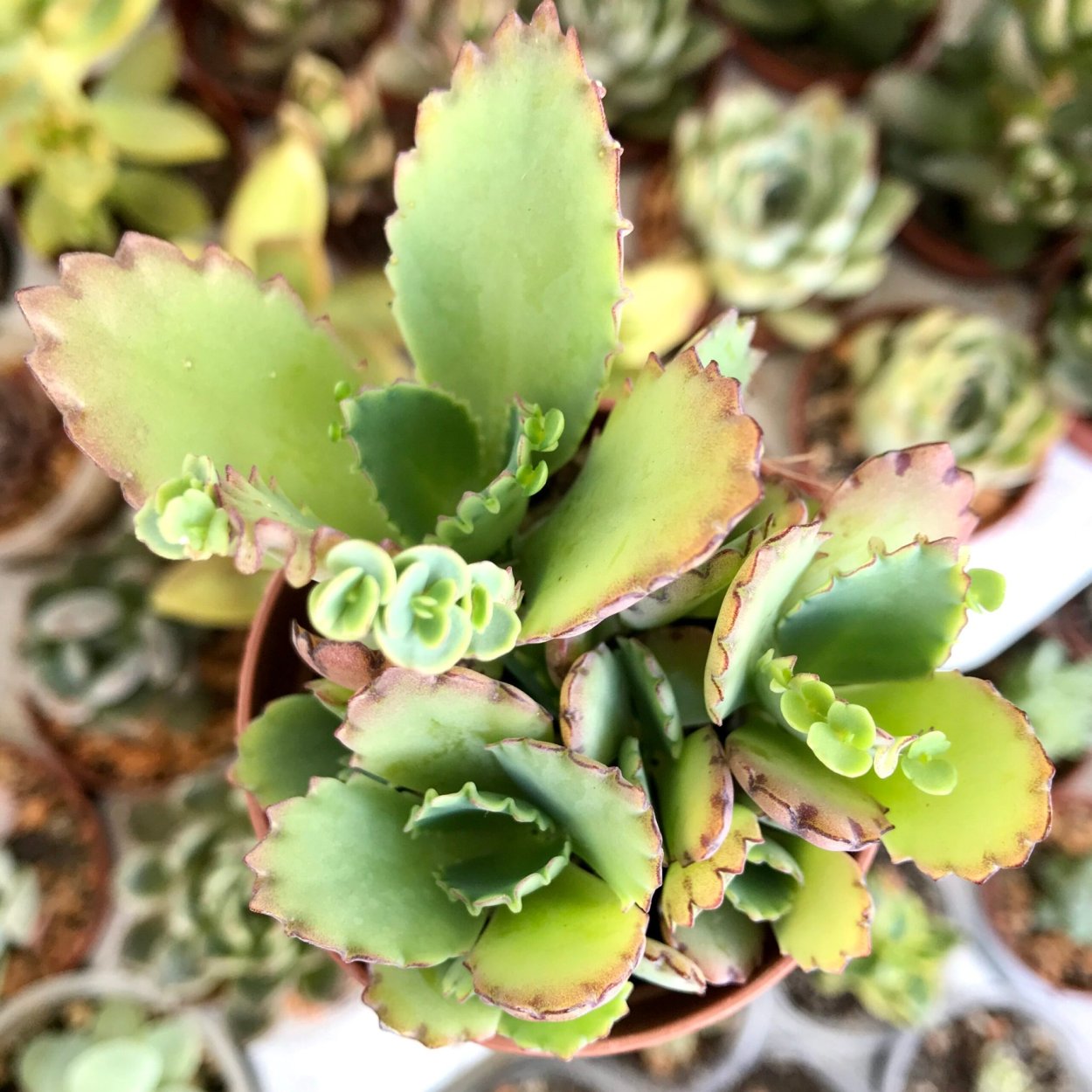 PV контроллер заряда ls1024rp