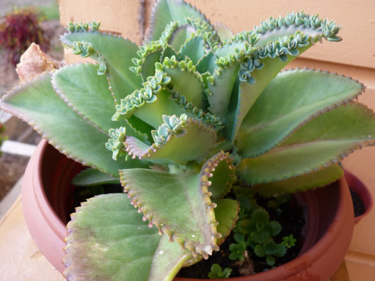 Крючок Gamakatsu LS-3614f