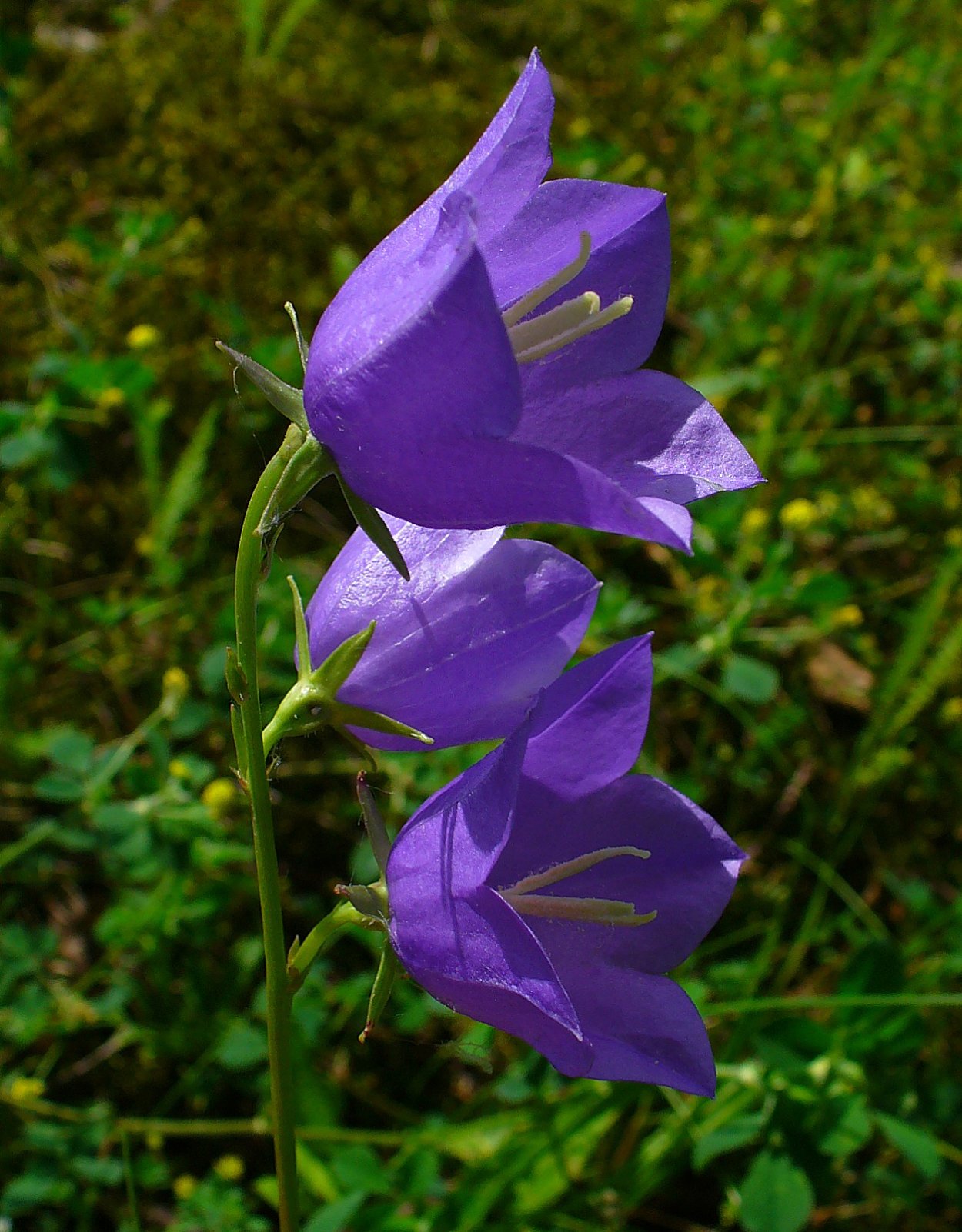 Колокольчик персиколистный (Campanula persicifolia &#96;Takion White&#96;)