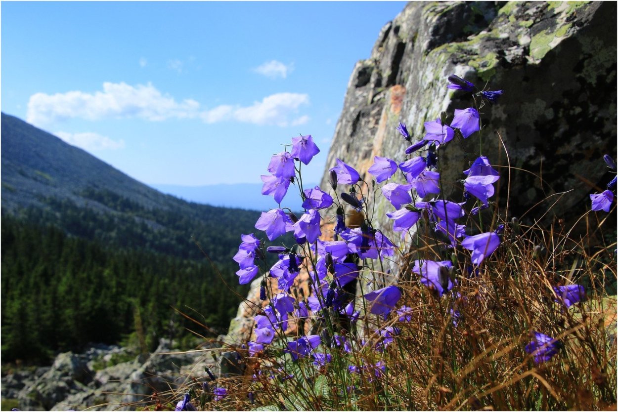 Заповедник Басеги Флора