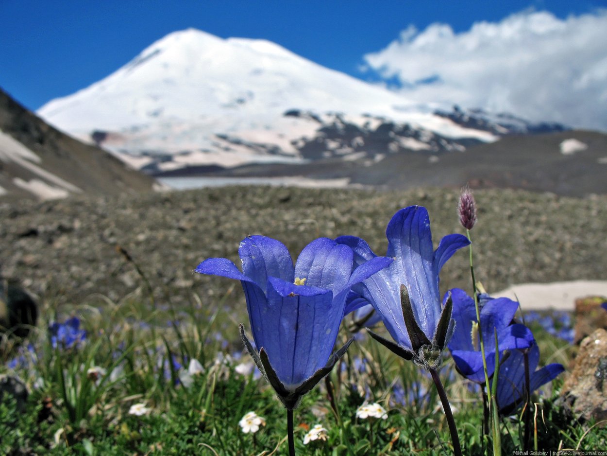 Кабардино-Балкарский высокогорный заповедник Флора
