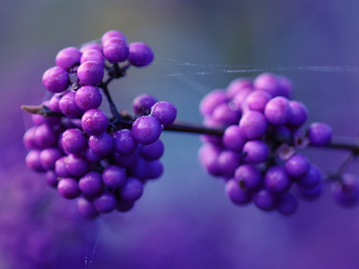 Фиолетовые ягоды