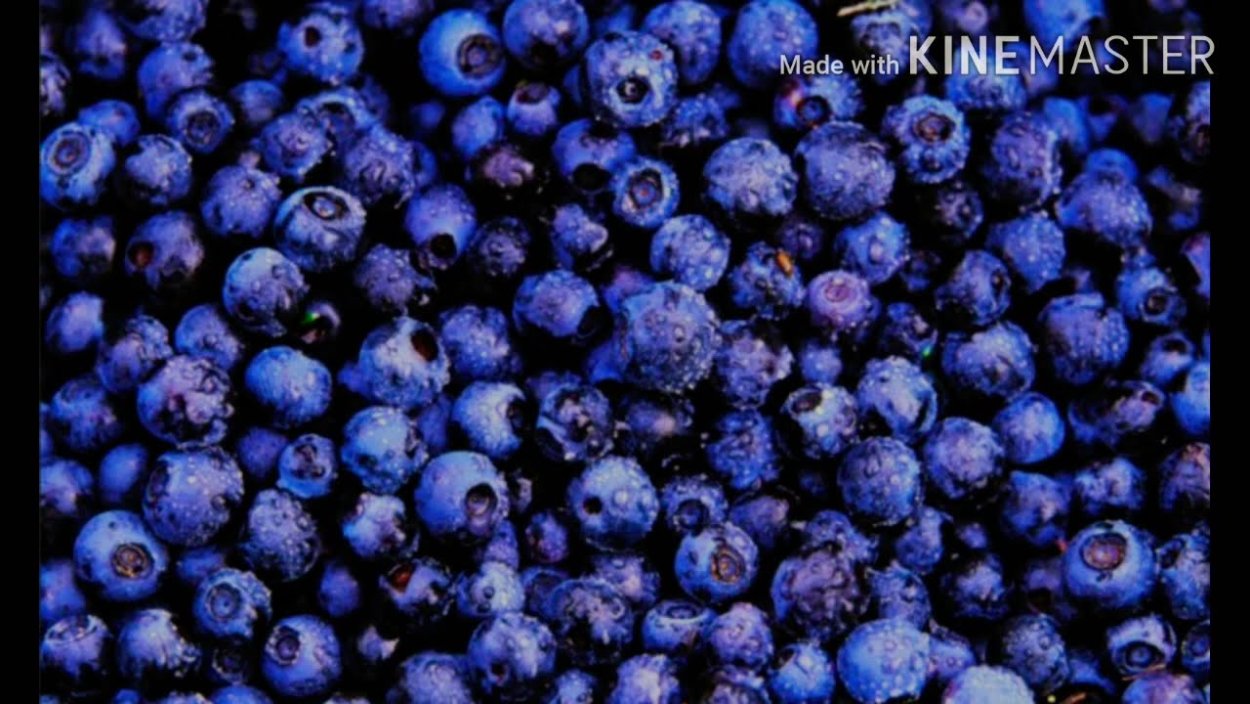 Ягоды фиолетового цвета