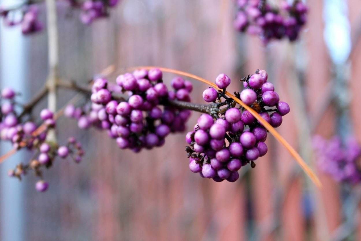 Сиреневые ягоды