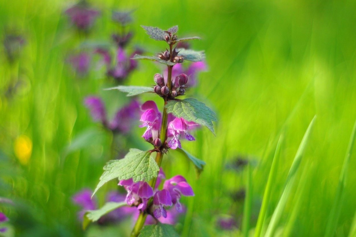 Фиолетовое растение Мелисса