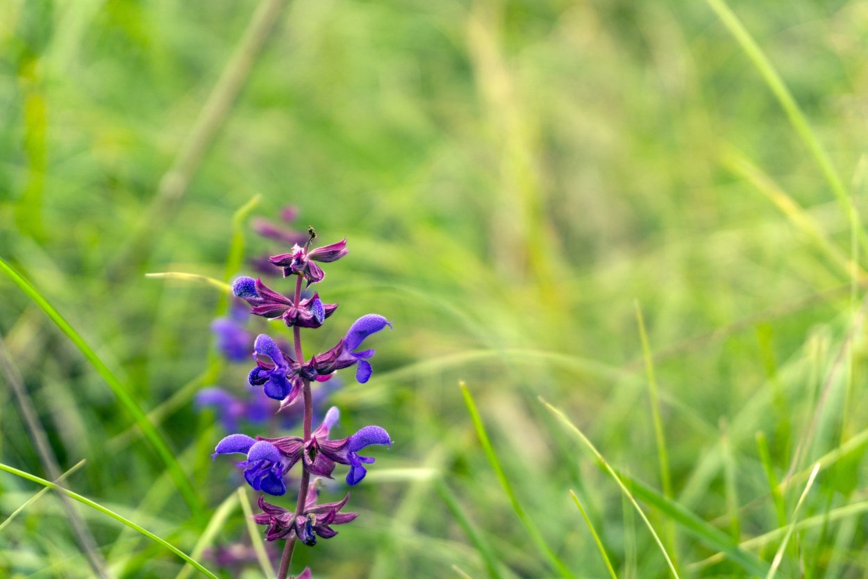 Полевое растение с фиолетовыми цветами