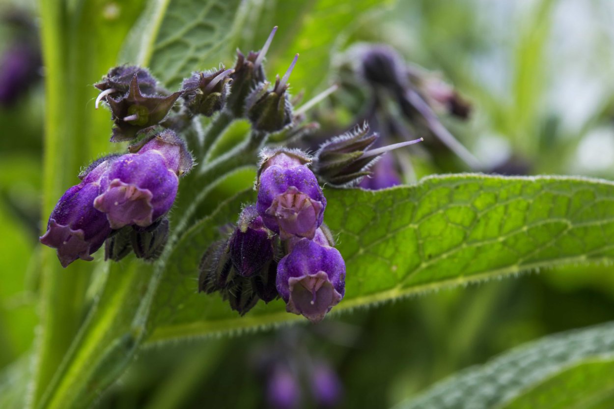 Symphytum officinale Leaf