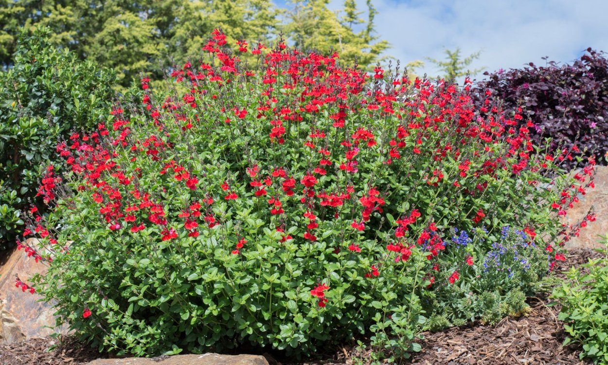 Сальвия микрофила