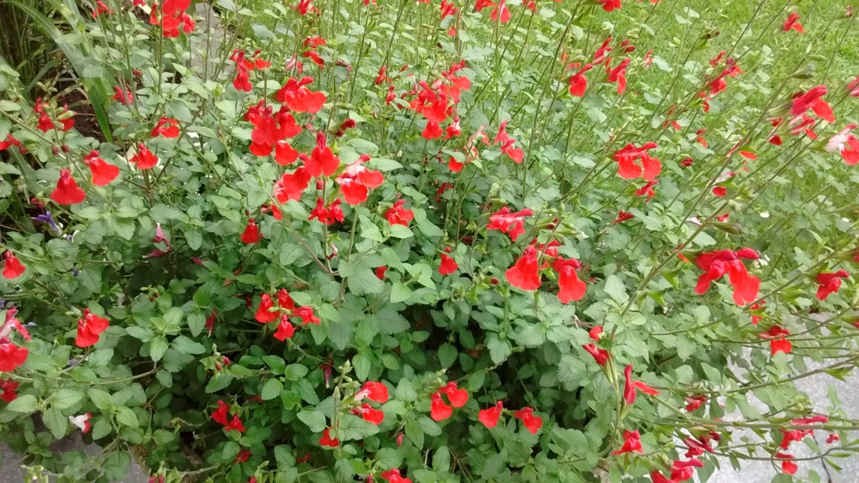 Сальвия мелколистная красная