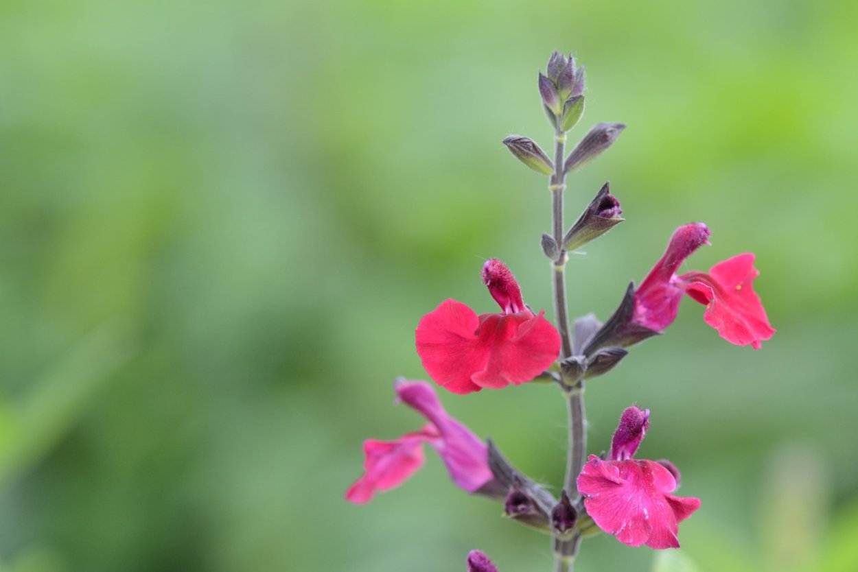 Шалфей мелколистный (Salvia microphylla)