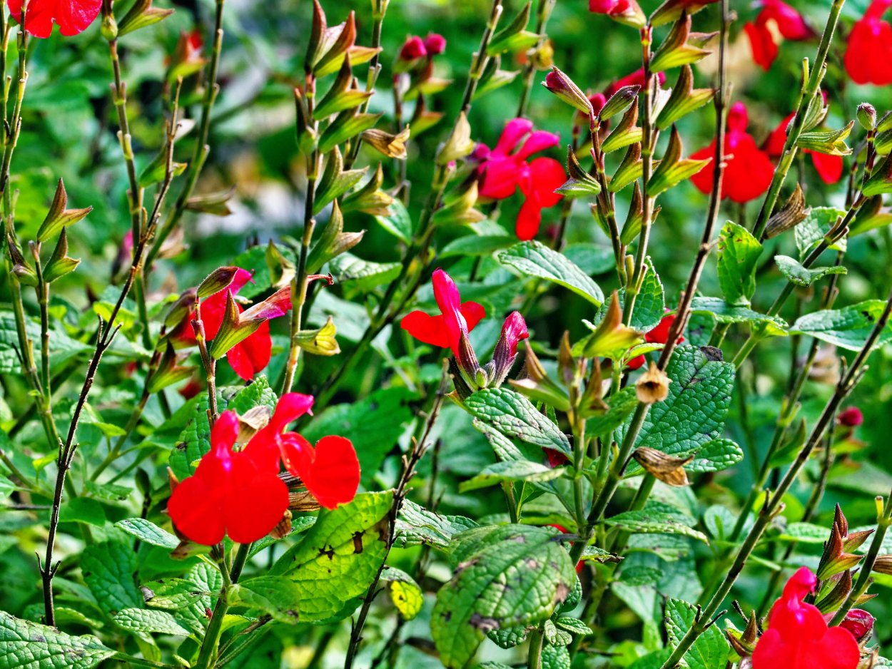 Сальвия карабинер