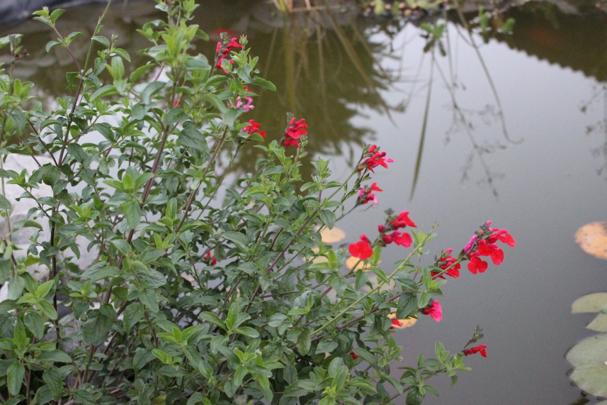 Роза мелколистная