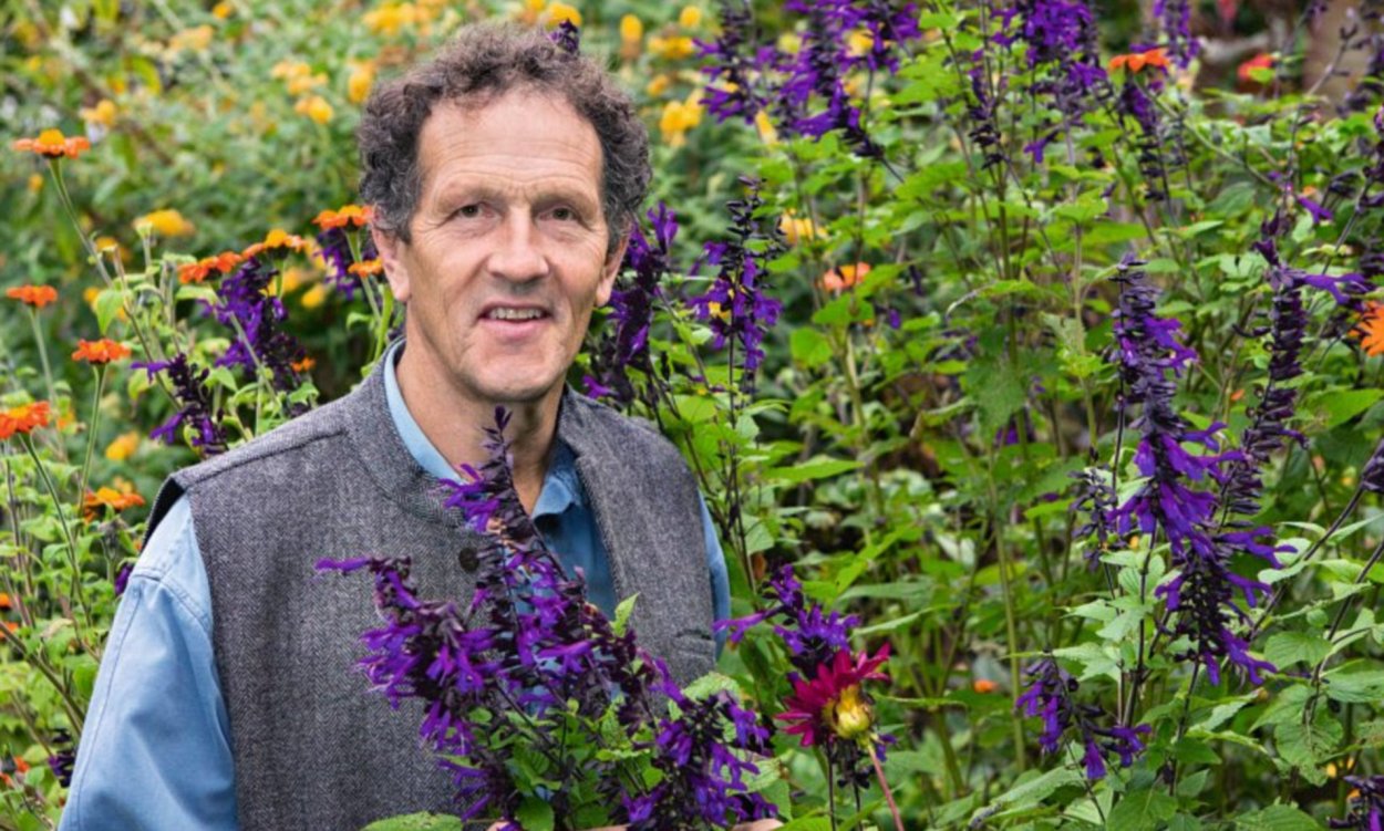 Шалфей Амистад