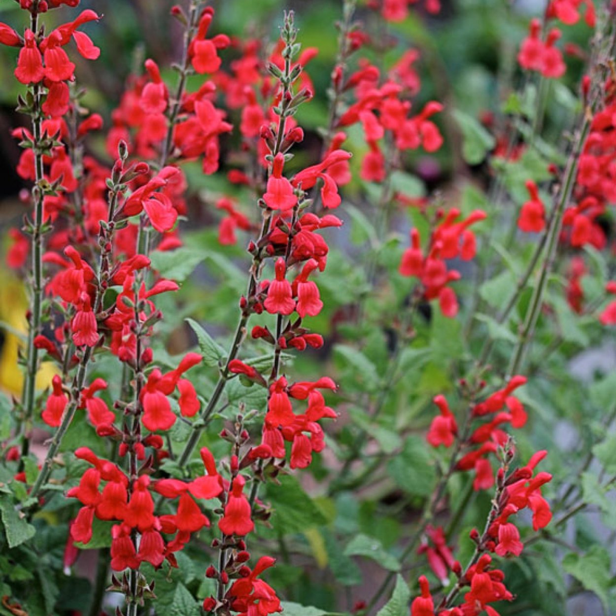 Сальвия мелколистная красная