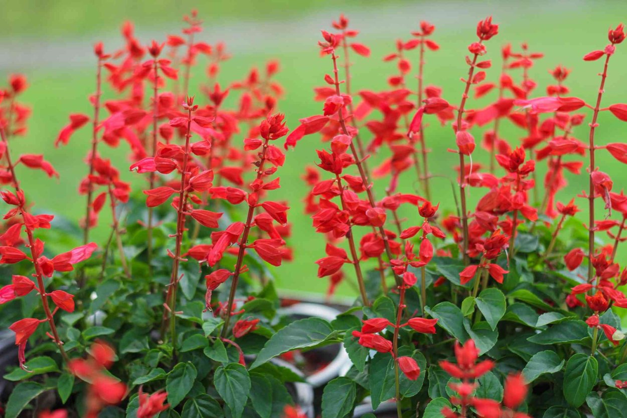 Сальвия красная Кардинал